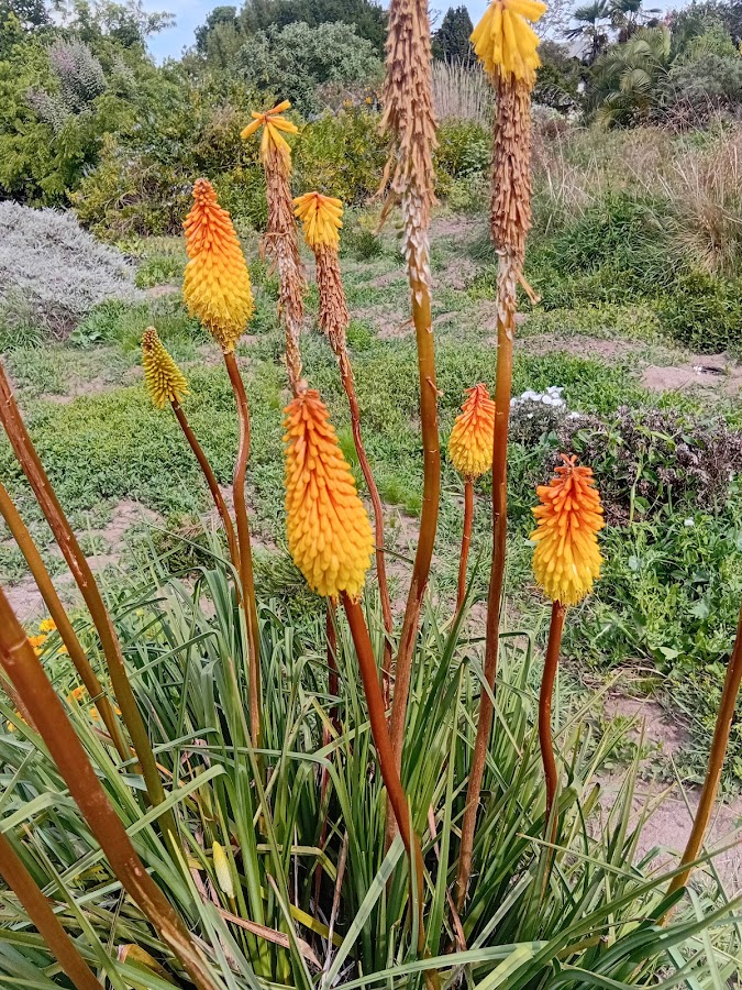 Vivero Pullally