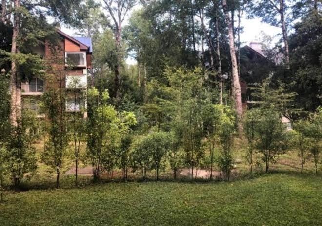 Turismo consciente y de reconexión en Pucón incluye Depto, Baño de Bosque terapéutico y Mindfulness en Parque Kulatrayquen - Two-Bedroom Apartment